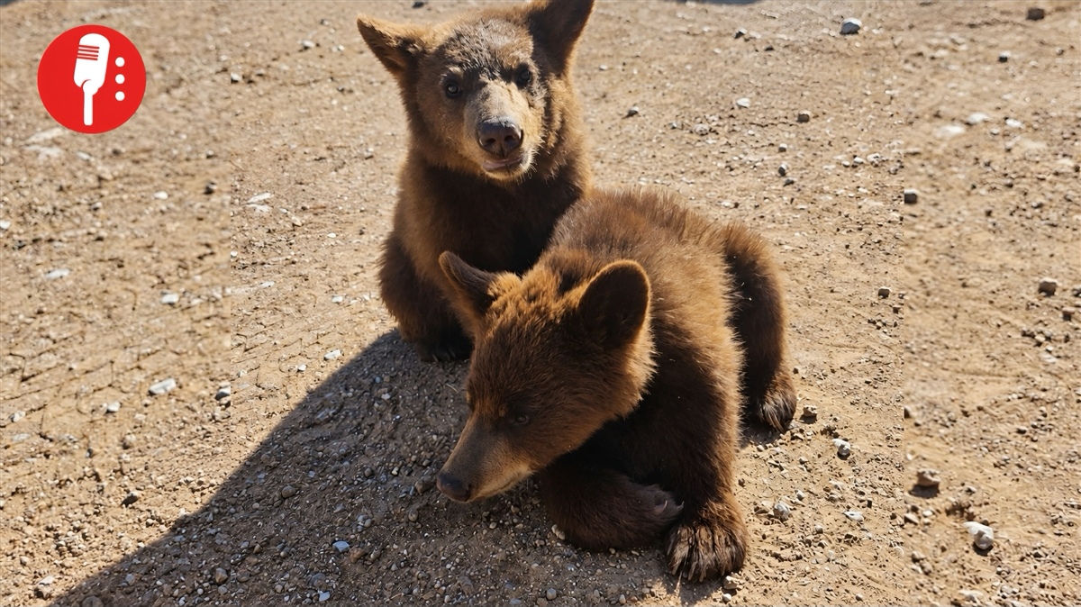 Rescatan a dos crías de oso en pésimas condiciones en Ojinaga
