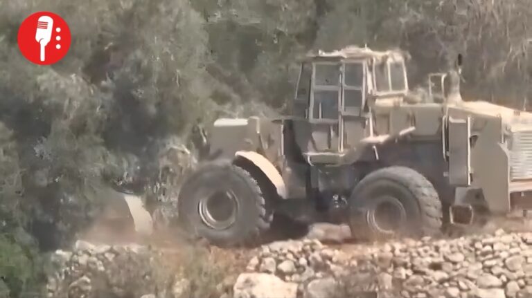 Cisjordania: el ejército israelí arrasa olivares antes de la cosecha