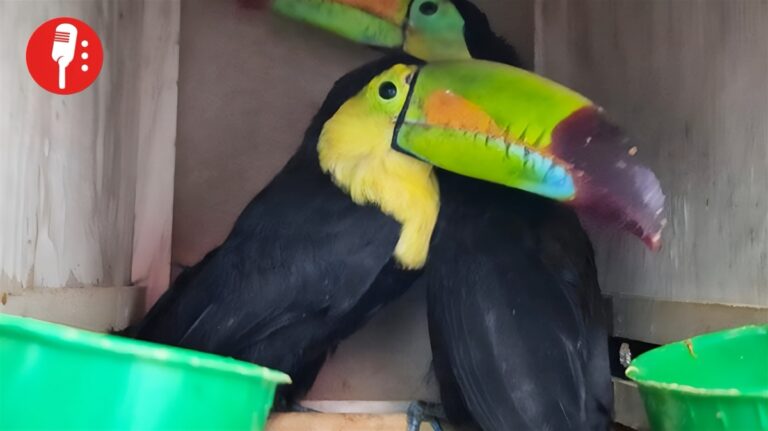 Rescatan a dos tucanes escondidos en una caja de madera en Chihuahua