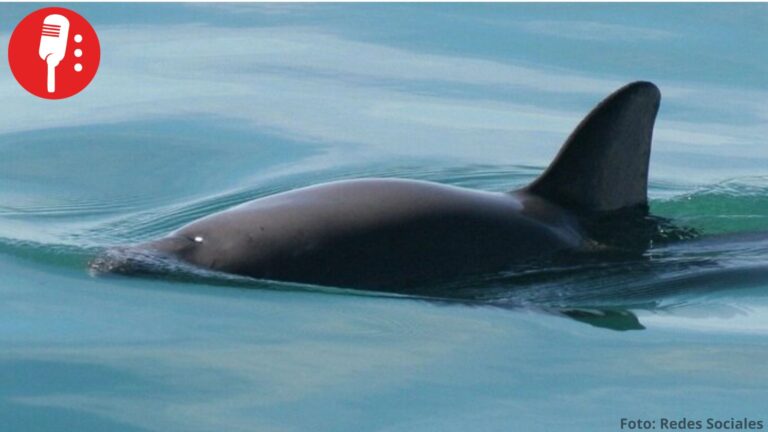 Semarnat actualiza reglas de pesca del Alto Golfo de California para proteger a la vaquita marina