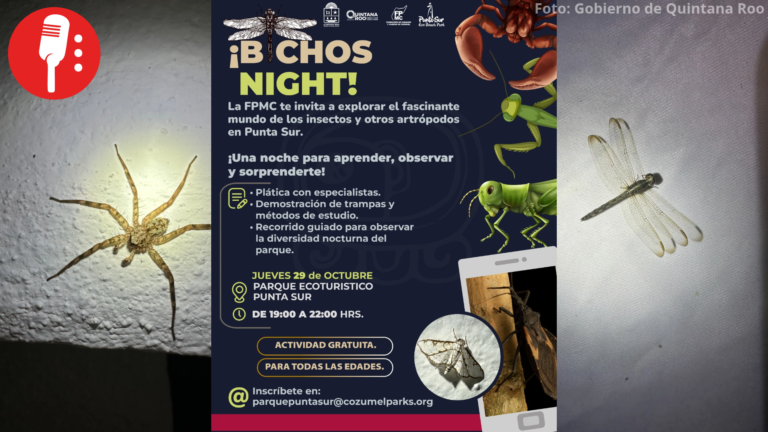 Bichos Night: ¡descubre los secretos de la vida nocturna en Punta Sur!
