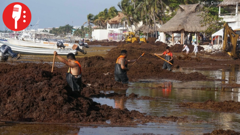 Fortalecen estrategia contra el sargazo en Quintana Roo