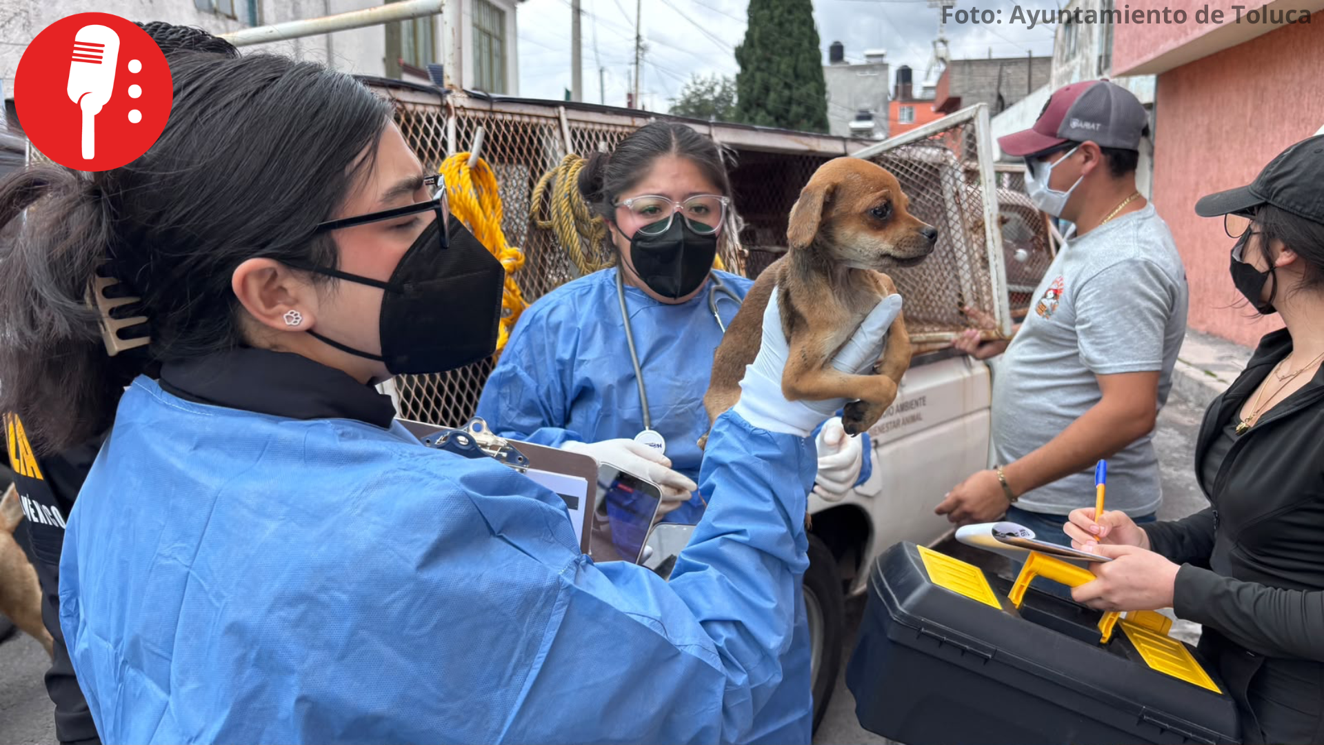 Rescatan a 11 animales durante operativo contra presunto maltrato en Toluca