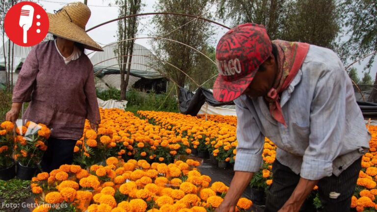 En CDMX se cultivan 10 millones de plantas de cempasúchil, nueve veces más que en 2019