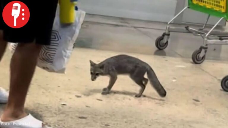 Sacrifican a zorra gris con rabia que atacó a una bebé en un centro comercial de Cancún