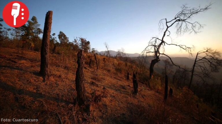 Deforestación mundial bajó 15% en el mundo en 2025, pero el avance podría no durar