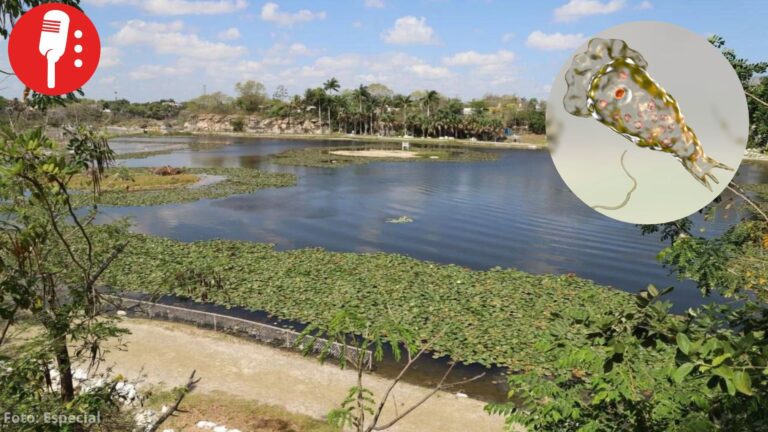 Detectan ameba “comecerebros” en seis lagos artificiales de Mérida; prohíben el contacto con el agua