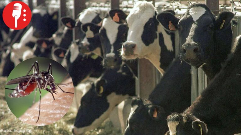 Francia detecta por primera vez el virus shamonda en un ser humano