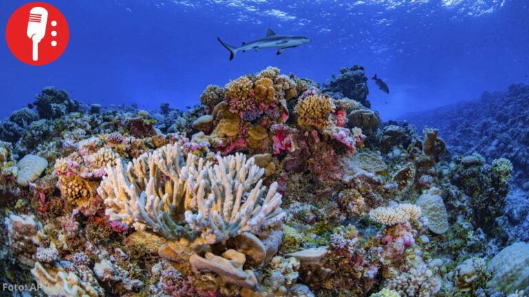 Casi todos los arrecifes de coral podrían colapsar en 50 años, advierte la UICN