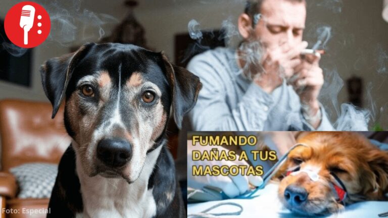 Fumar cerca de tu mascota también es maltrato, advierten veterinarios