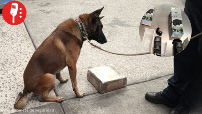Perrito Espartacus ayuda a detectar metanfetamina oculta en controles de videojuegos en el AICM