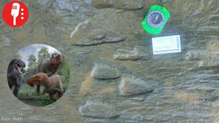 Hallan al menos 50 huellas de dinosaurios de hace 65 millones de años en Apatzingán