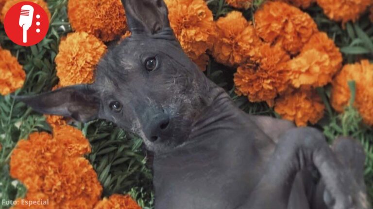México celebra su primer Día Nacional del Xoloitzcuintle, el perro que guía a las almas al Mictlán
