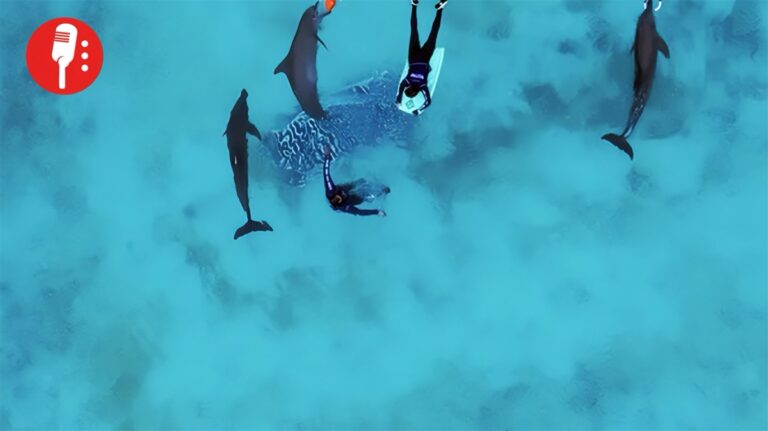 Nueve delfines de Cancún mejoran, pero tres no podrán viajar