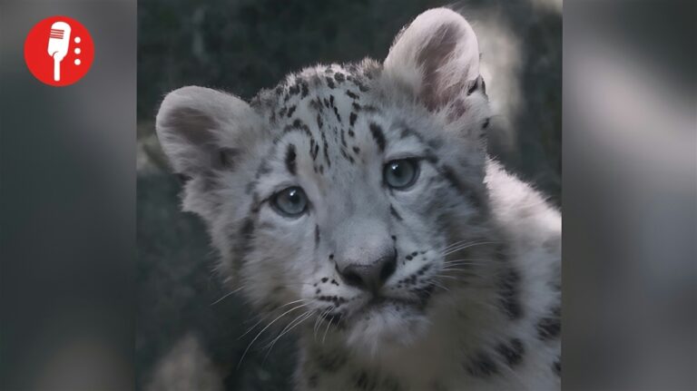 Una cría de leopardo de las nieves enamora al Bronx