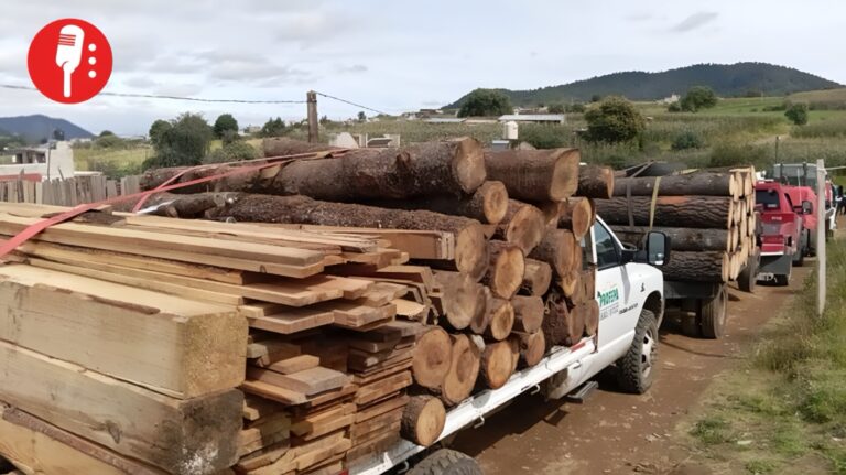 Clausuran aserradero ilegal en el Bosque de Agua con 145 piezas de madera