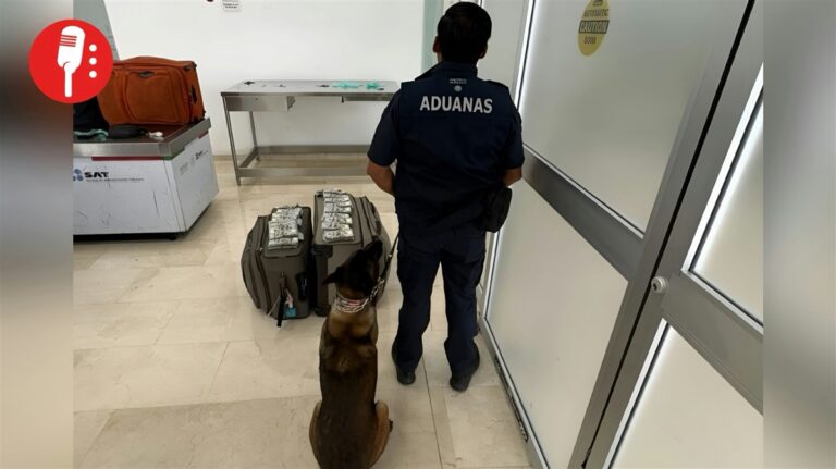 Cinta, el can que olfateó 365 mil dólares en las maletas de un pasajero en Oaxaca