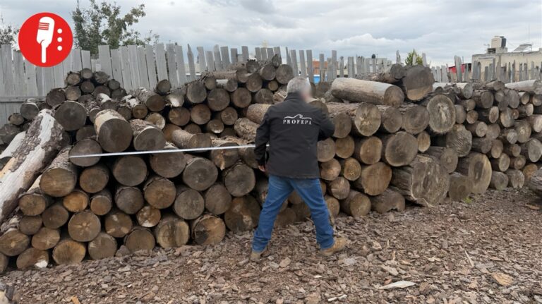 Profepa asegura 156 metros cúbicos de madera ilegal en el Nevado de Toluca