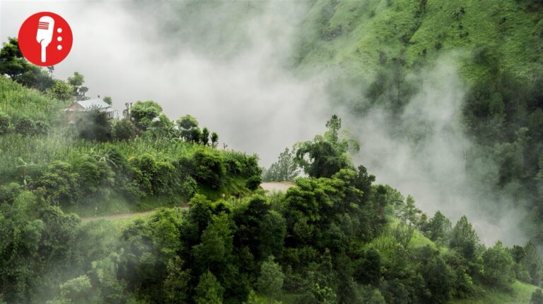 México gana 85.3 millones de dólares por cuidar sus bosques